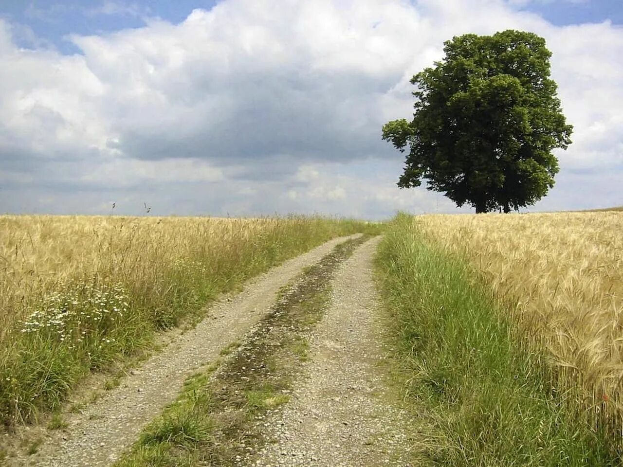 Тропинка фото. Тропинка фото. Ржаное поле. Солнечная дорожка. File field paths.