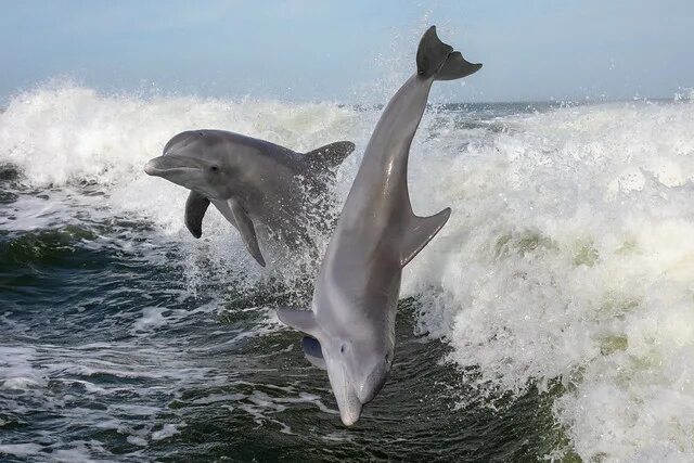 Don Lichterman: Dolphin Outlook: Taiji's Drive Season Over Dolphins, Animals, Se