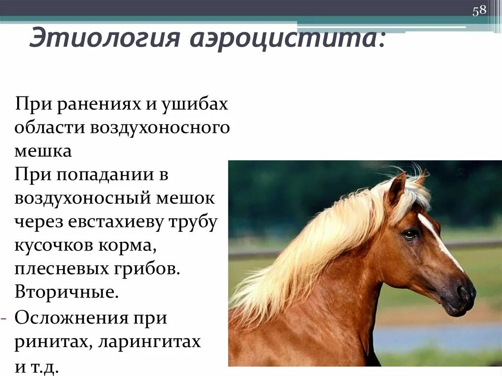 Болезни органов дыхания у животных