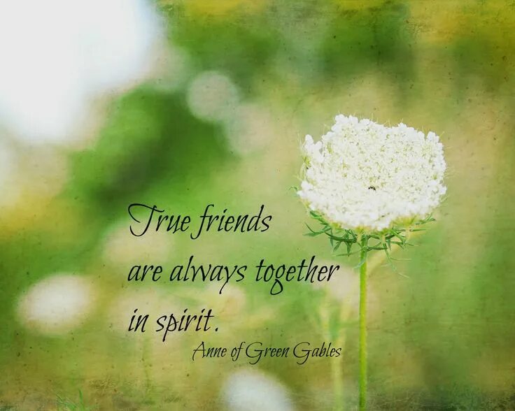 Friends spirit. Can't dampen my spirit. Dreamworks 2021 spirit untamed. Friends spirit. Friends spirit.
