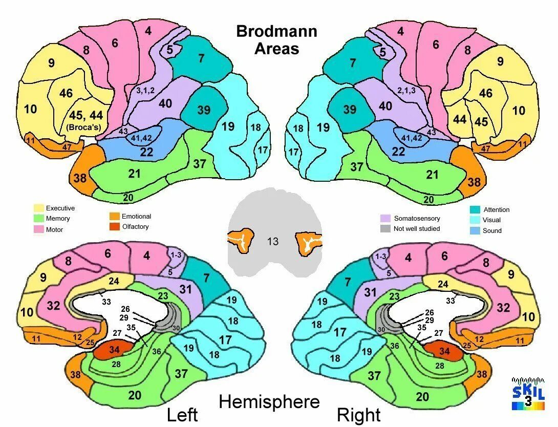 Brain area