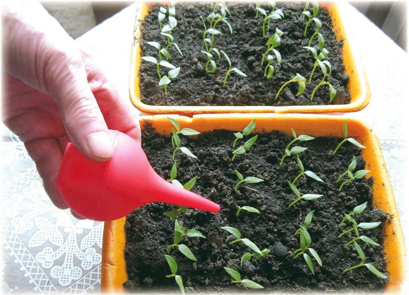 Подготовка грунта для рассады. Петуния рассада. Полив рассады мяты. Полив рассады томатов. Как поливать семена.