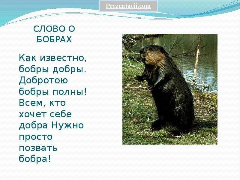Истории бобра. Рассказ о бобре. презентация о бобрах. интересные факты о бобрах. бобры слайд.