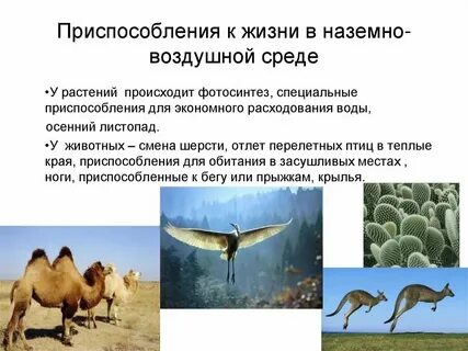 Какие приспособления к перенесению неблагоприятных условий