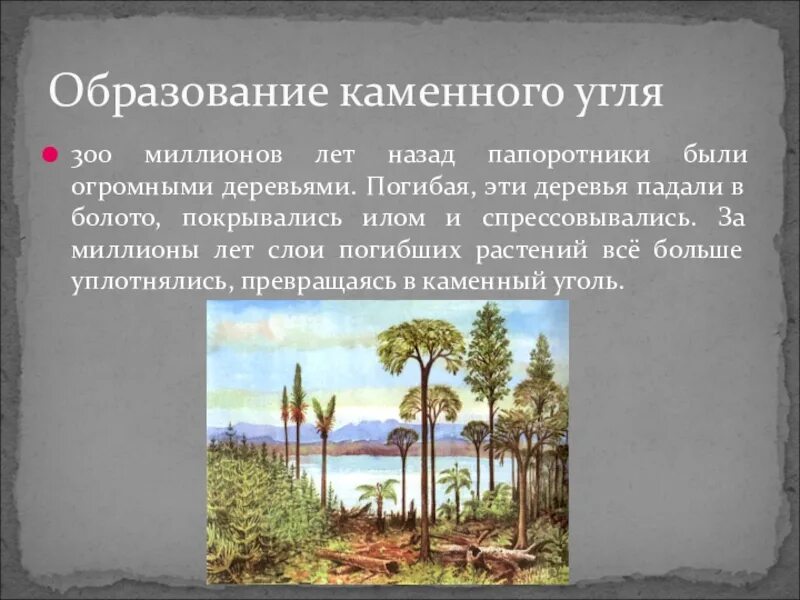 Формирование залежей каменного угля возникновение первых рептилий. Образование каменного угля 5 класс биология. Древние Папоротникообразные и образование каменного угля. Как образовался каменный уголь. Папоротник 300 млн лет назад.