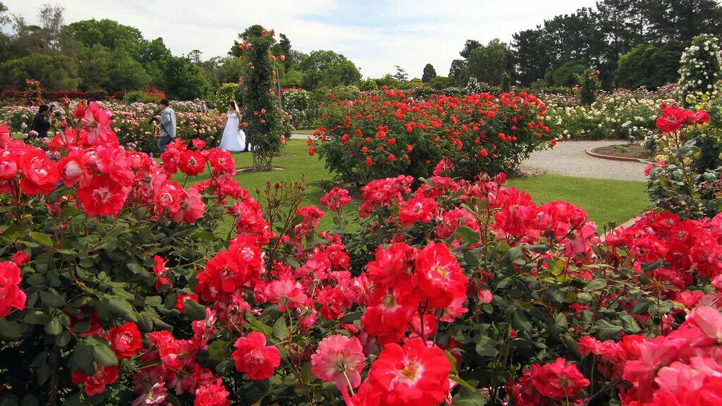 Саженцы роз реклама. В сад роз читать. Розовый сад. Сан-хосе калифорния парк роз. В сад роз читать.