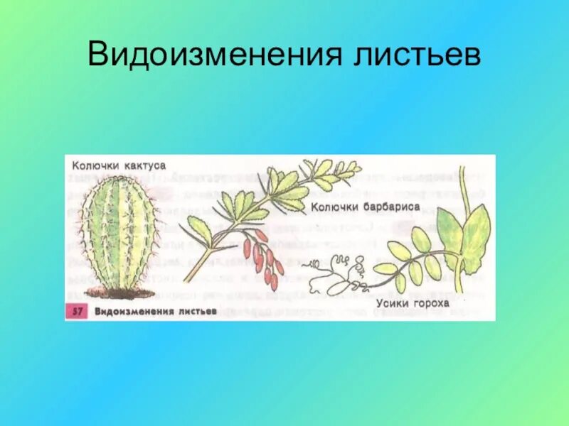 Видоизмененные листья растений таблица. Схема видоизменения листьев. Функции видоизмененных листьев усики. Видоизменение листьев 6 кл таблица.