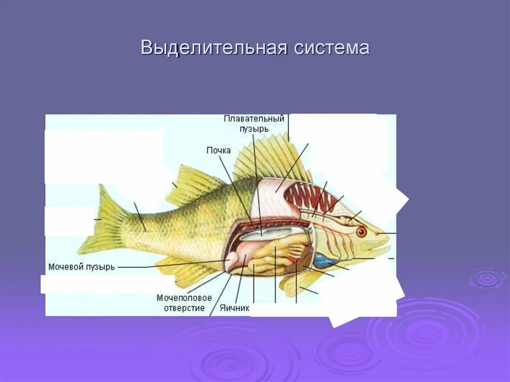 Ухо класс рыбы. Выделительная система рыб 7 класс. Выделительная система рыб схема. Выделительная система рыб 7 класс биология. Строение выделительной системы рыб.