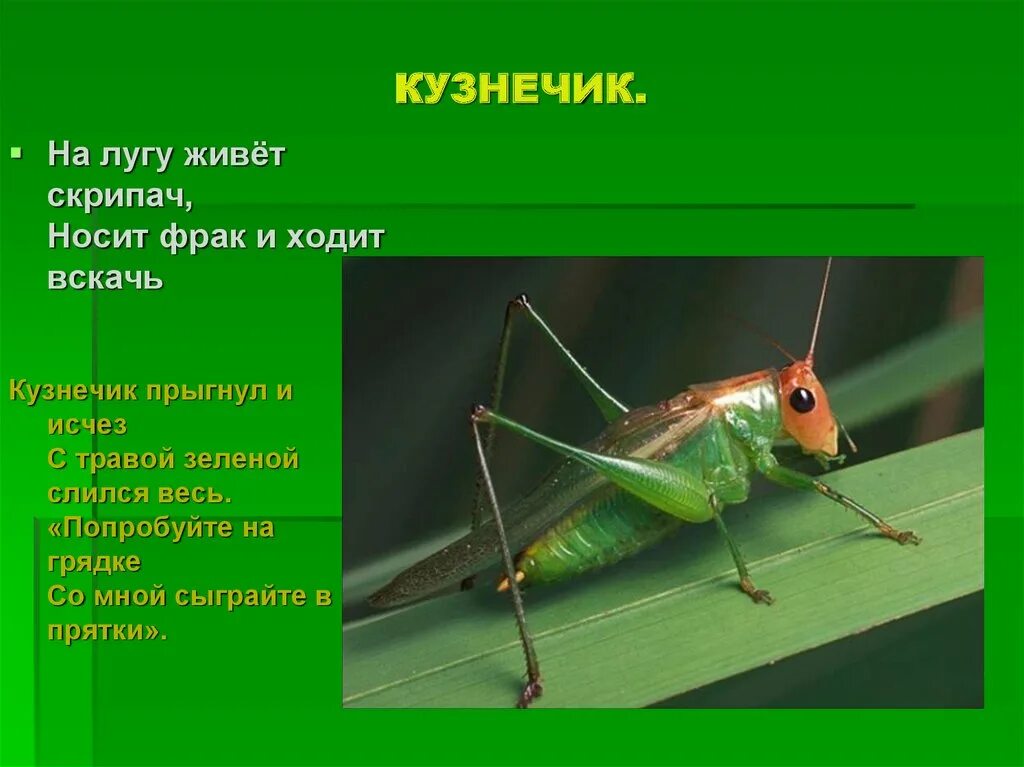 Кузнечик читать полностью. Кузнечик презентация. информация о кузнечике. насекомые презентация для дошкольников. доклад про кузнечика.