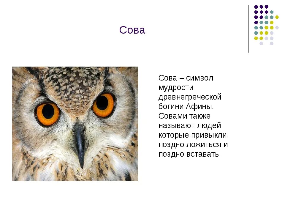 Сова презентация для детей. Сова символ. Сова для презентации. Сова символ мудрости. Некоторые ученые считают что совы видят