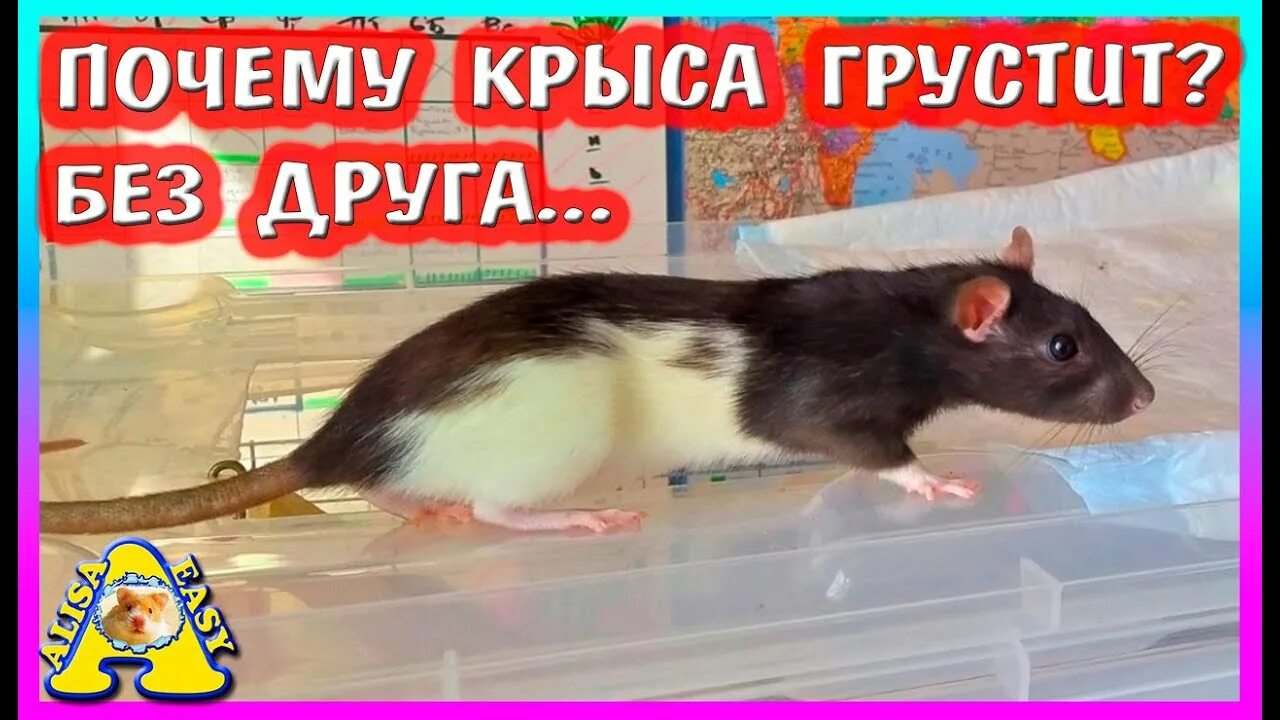 Крыска алиса. Алиса ты крыса. Крыса алиса. Алиса изи петс крысы. Крыска алиса.