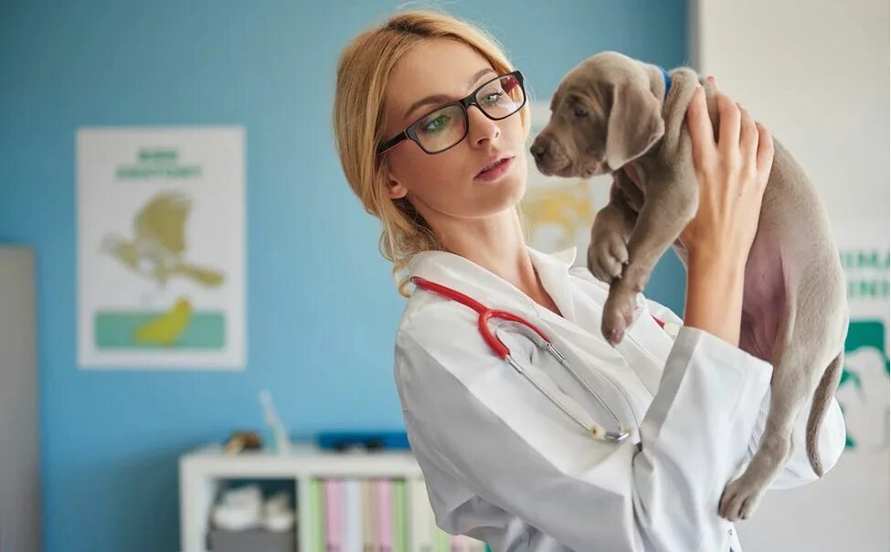 Услуги ветеринара. Посоветуйте хорошего ветеринара. Работа ветеринара фото. Зоомедик свободы 14. Посоветуйте хорошего ветеринара.