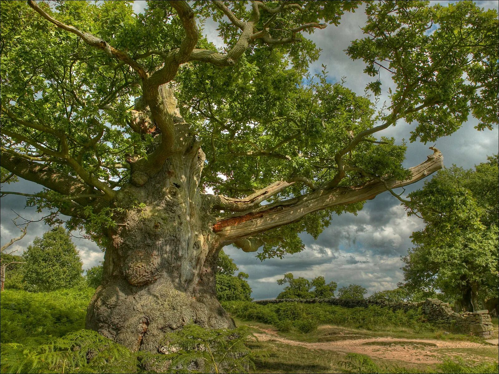 Большой дуб. Лиепусальский дуб. ЛИМУЗЕНСКИЙ дуб. Милорн дерево. Додонский дуб.