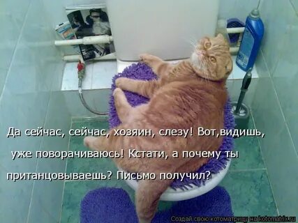 Смешные кошек до слез с надписями