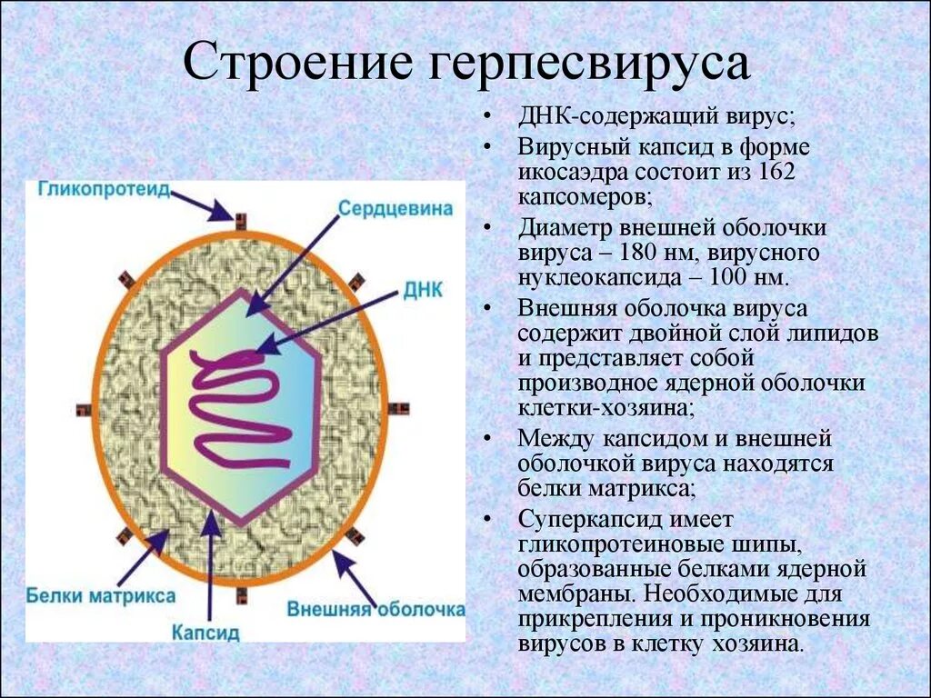 3 строение вируса. Вирус герпеса строение вируса. Вирус простого герпеса строение. Схема строения вируса герпеса. ДНК содержащие вирусы строение.