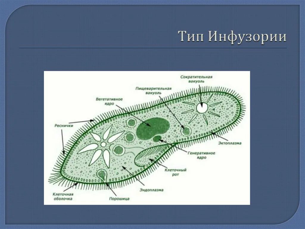 Строение типа простейшие. Инфузория строение Тип простейшие. Одноклеточные организмы инфузория туфелька. Инфузория туфелька систематика. Клеточная мембрана у инфузории туфельки.