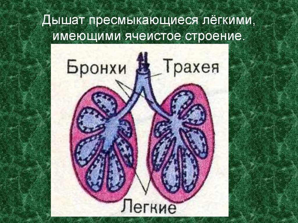 Легкие пресмыкающихся. Ячеистое строение лёгких. Строение легких пресмыкающихся. Ячеистые легкие пресмыкающихся. Легкие млекопитающих и пресмыкающихся