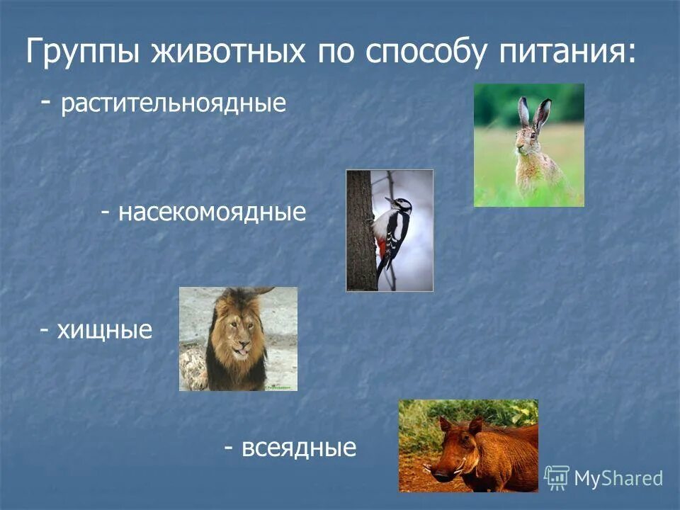 Растение растительноядное животное насекомоядное животное. Растение растительноядное животное насекомоядное животное
