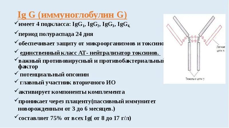 Антитела к иммуноглобулину g норма. Суммарные иммуноглобулины класса в сыворотке (iga). Иммуноглобулин IGE 7.2. Иммуноглобулин Джи 4 подкласса.