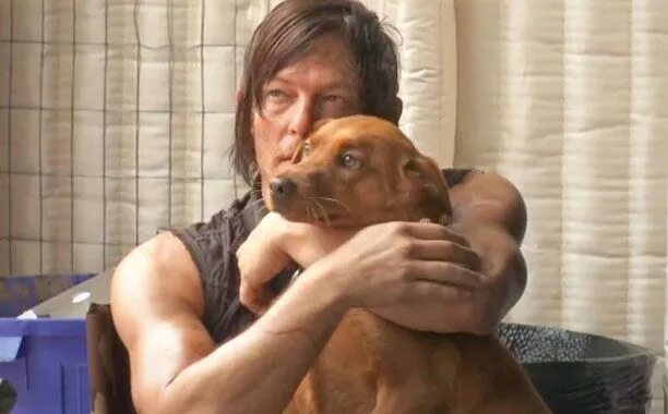 Собаки под ходячих мертвецов мем Pin on Norman Reedus