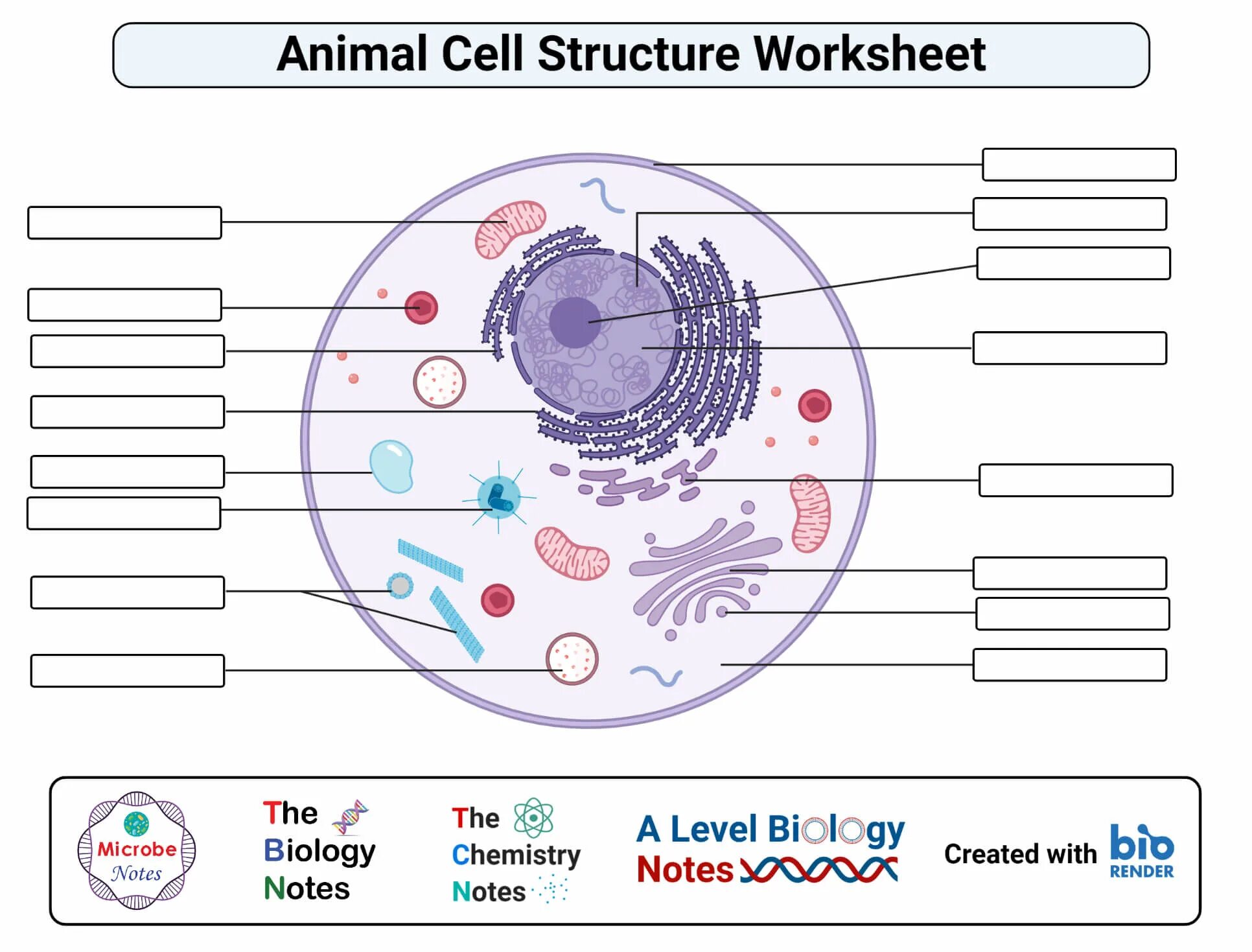 Cell structure. Cells Worksheets. Animal Cell. Plant Cell Worksheet. Worksheets cells