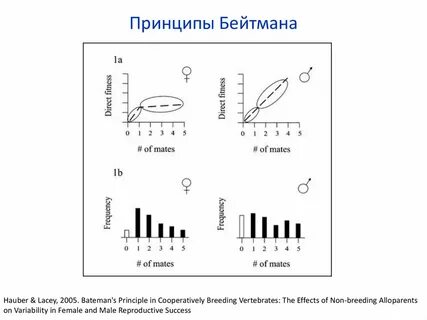 Принцип бейтмана гласит