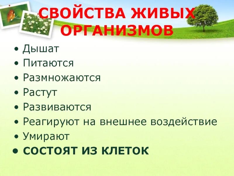 Питается размножается растет