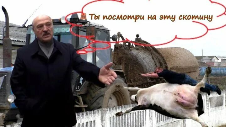 Лукашенко про корову. Лукашенко на ферме. лукашенко и коровы. лукашенко свинья.