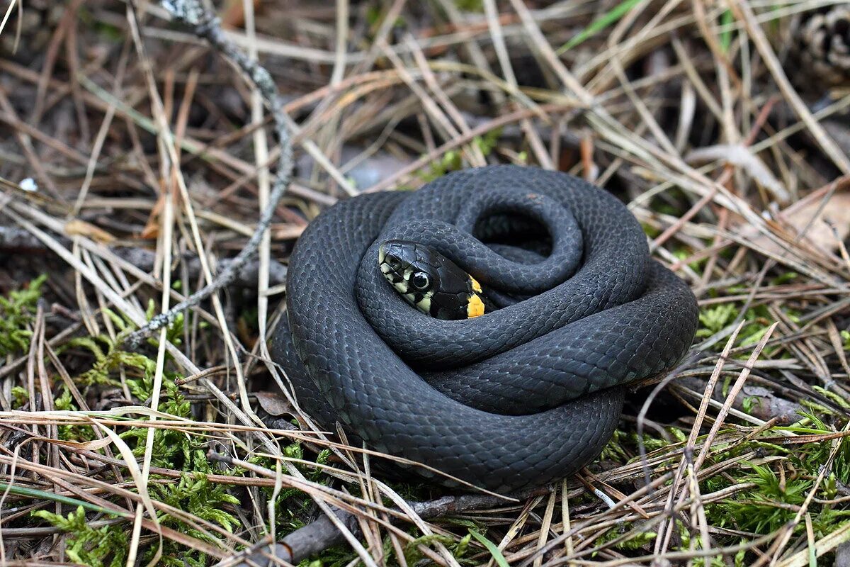 Grass snake. Обыкновенный уж Natrix Natrix. Змея уж обыкновенный. Полоз меланист. 4. Уж обыкновенный - Natrix Natrix.