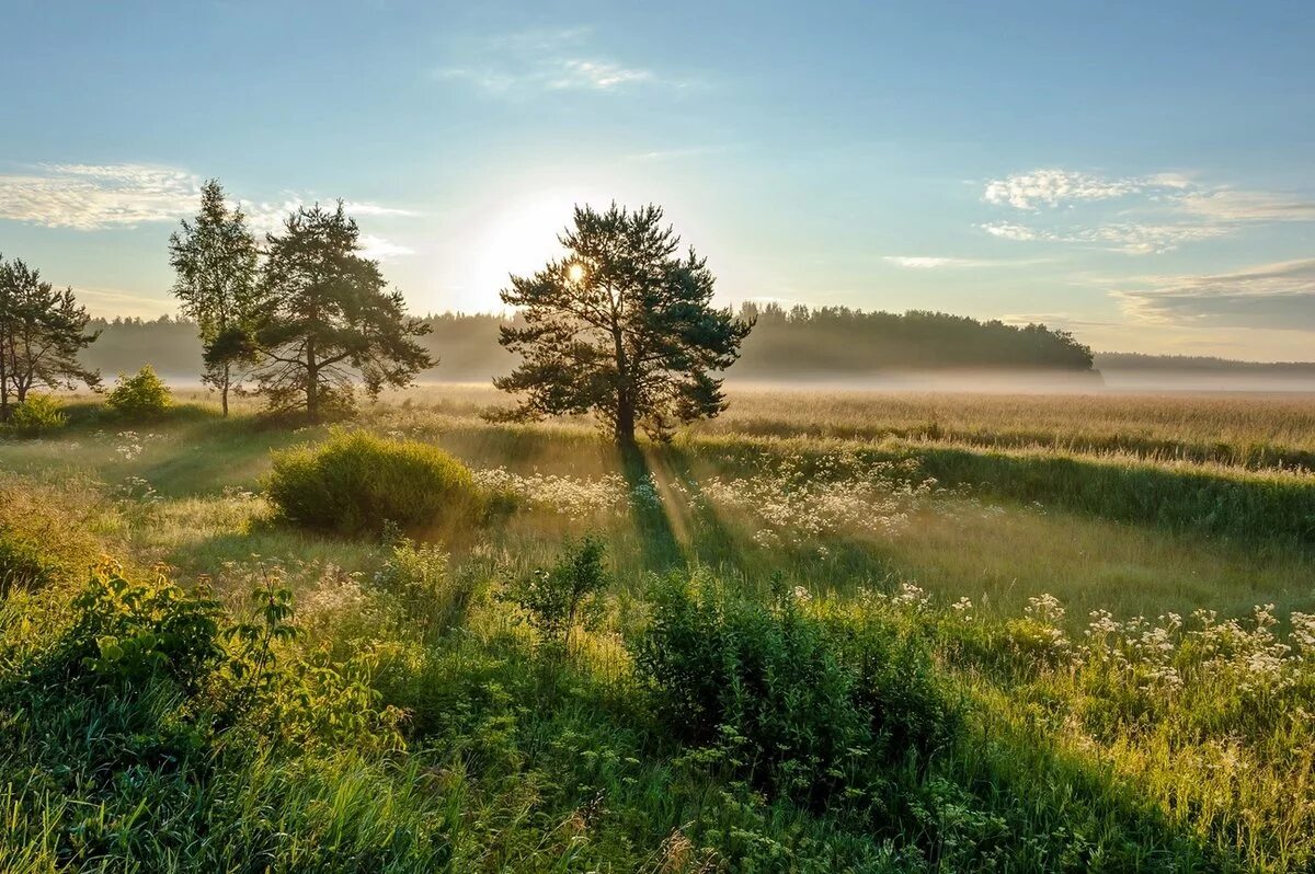 Степные луга. Разнотравье поля луга полевые цветы. Летнее солнце. Предложение со словом опасливый человек. Степное разнотравье сенокос.