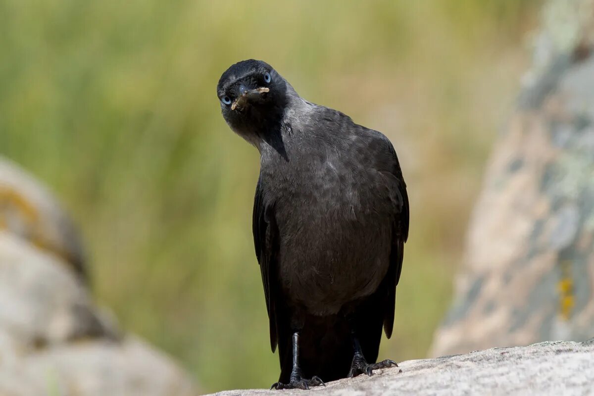 Новокаледонский ворон интеллект. Новокаледонский ворон. Новокаледонская ворона. Галка птица фото. Ворон умная птица.