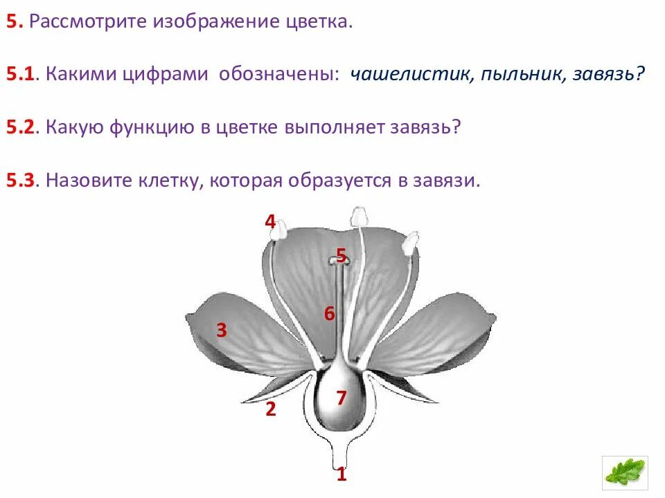 Рассмотри изображение цветка и выполни. Рассмотри изображение цветка и выполни
