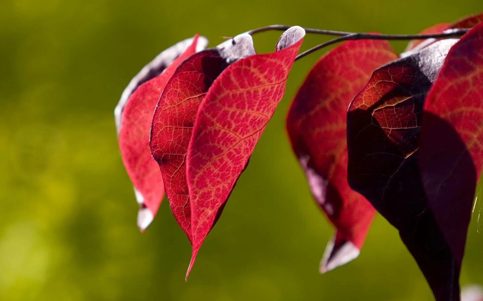 Листья краснеют по краям. Красивые листья. Красивое литье. Красивые листья растений. Красная природа.
