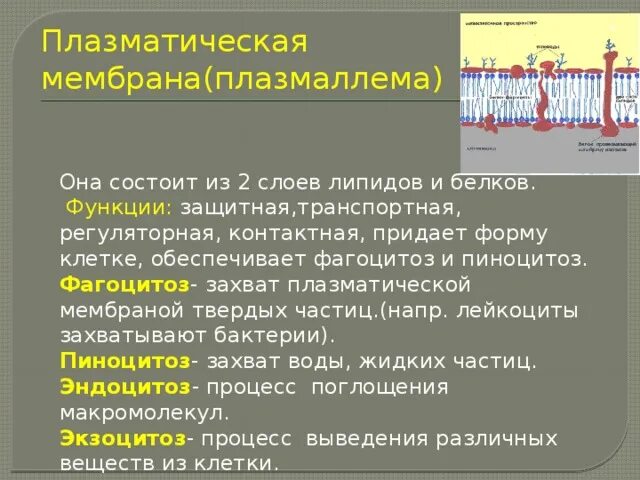 Строение и функции плазматической. Плазматическая мембрана структура и функции. Структурная функция плазматической мембраны. Плазматическая мембрана функции кратко. Состав строение и функции плазматических мембран.