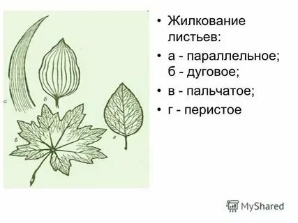 Жилкование яблони