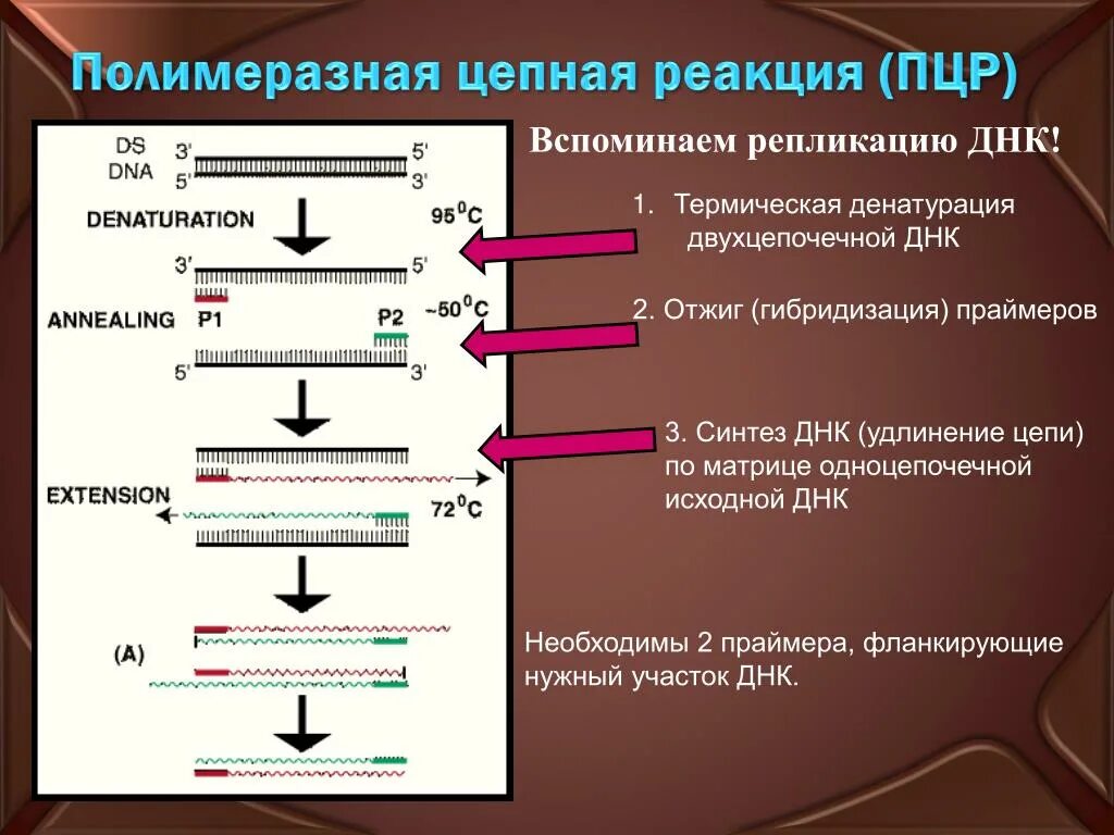 Схема полимеразной цепной реакции микробиология. Полимеразная цепная реакция этапы. Этапы реакции ПЦР. Полимеразная цепная реакция методика исследования.