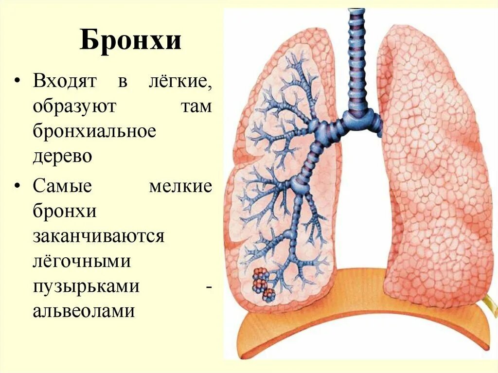 Легкие человека конспект. Дыхательная система человека бронхи. Строение лёгких человека бронхи. Строение лёгких человека анатомия бронхи. Бронхи и легкие расположение анатомия человека.