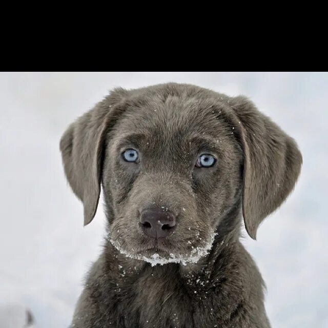 Silver lab. Silver lab