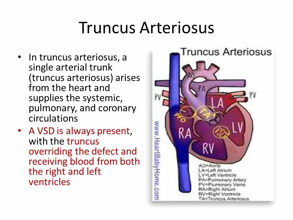 Plexus arteriosus. Трункус артериозус. c. truncus arteriosus. persistent truncus arteriosus. persistence truncus arteriosus.