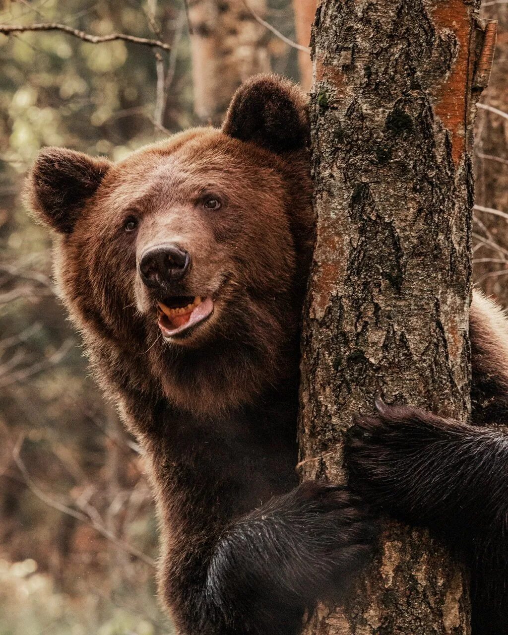 Медведь выглядывает. Медведь Пестун. Бурый медведь. Медведь в лесу.