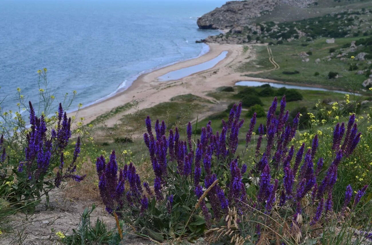 Лекарственное крым фото