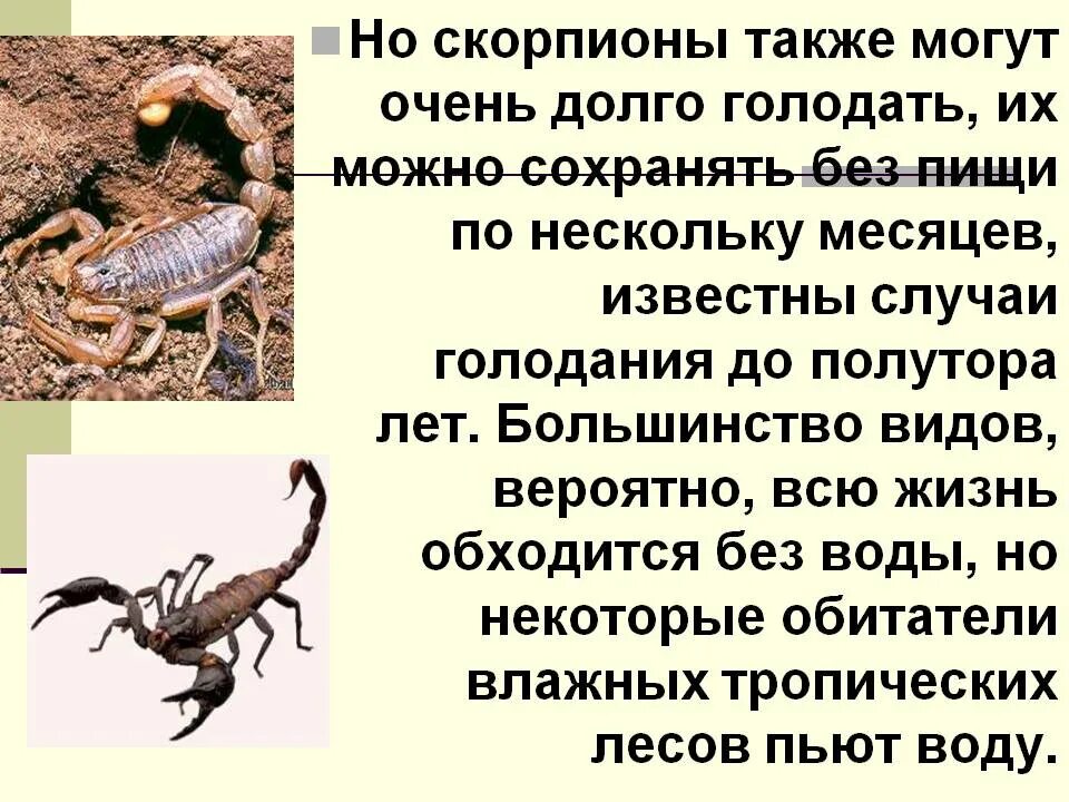 Скорпион вид животного. Среда обитания скорпионов. Где обитают Скорпионы. Интересные факты о скорпионах.