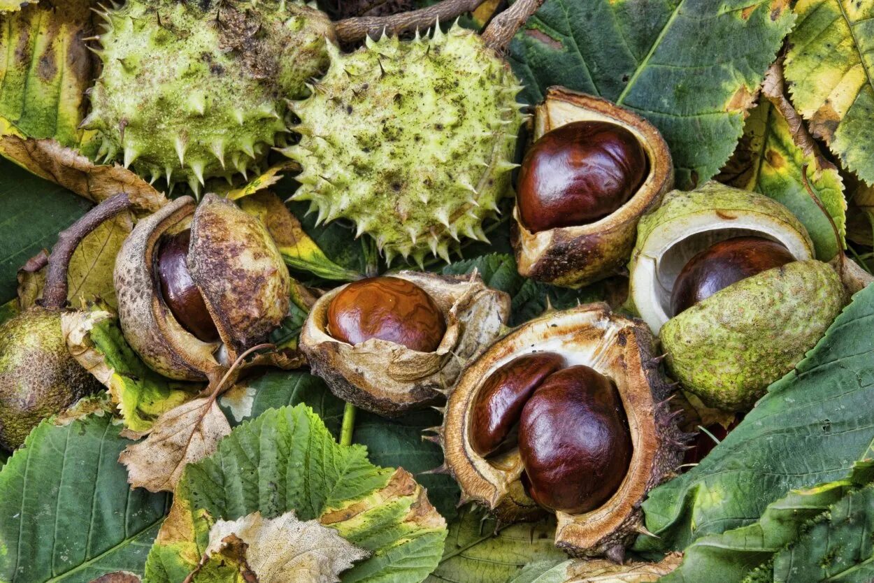 Каштан конский орех. Конский каштан обыкновенный плод. Каштан (aesculus hippocastanum). Каштан конский (aesculus). Конский каштан обыкновенный семена.