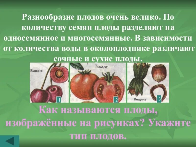 Значение плодовых. Разнообразие плодов. Плоды растений разнообразие. Презентация на тему плоды. Разнообразие плодов и семян.