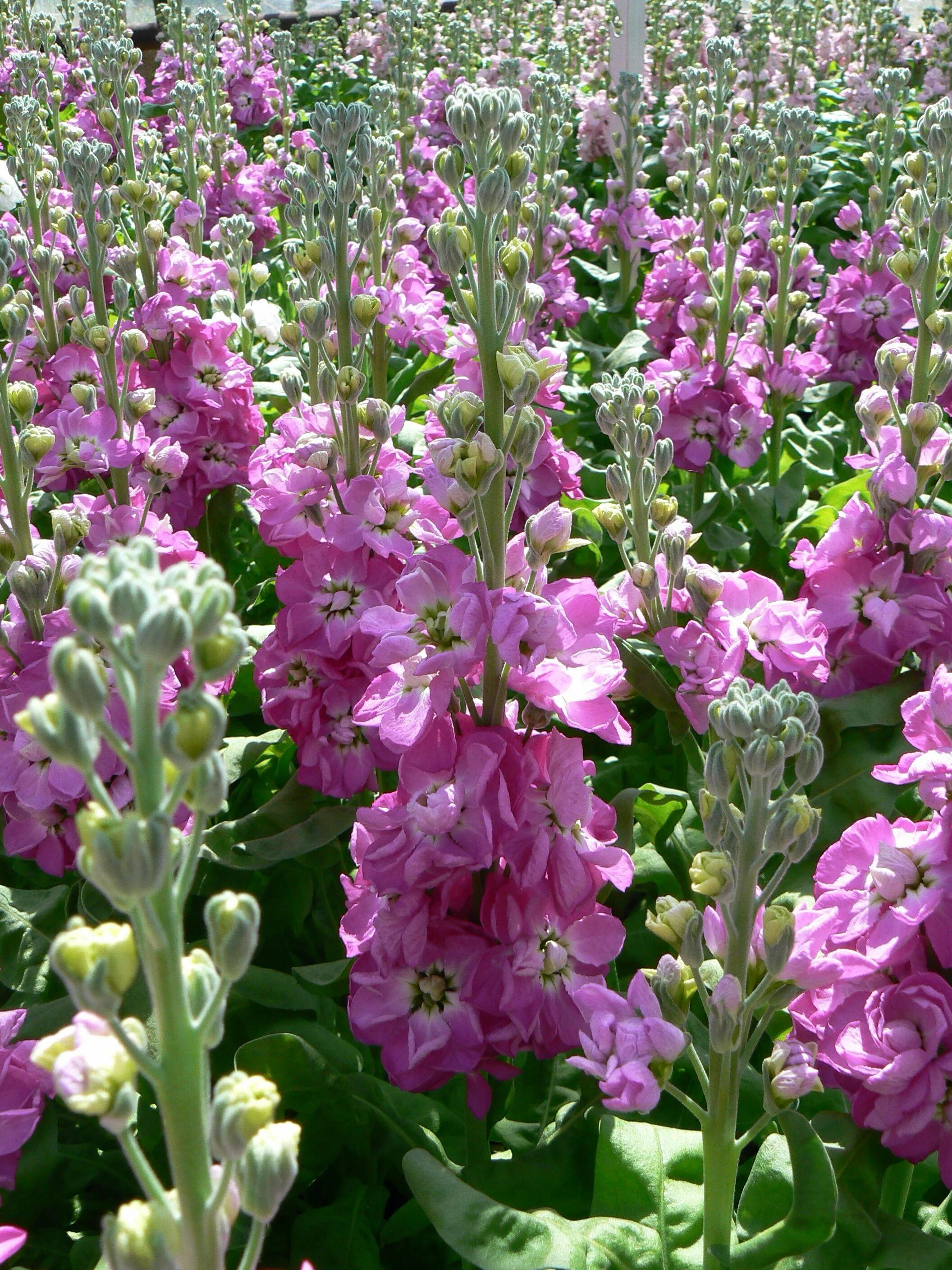 Левкой посев. Маттиола. маттиола цветы. левкой (matthiola). левкой пацифик блу.