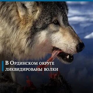 Продолжи волки