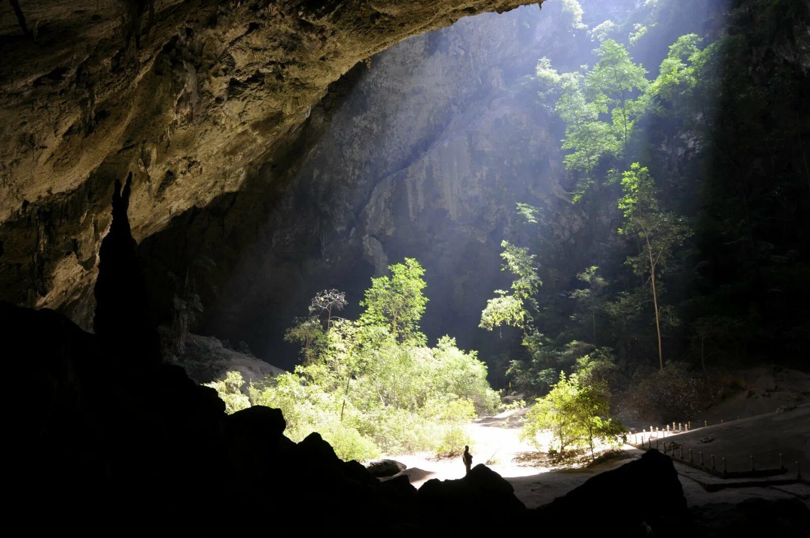 Национальный парк сам рой йот. Древнее дерево ольгинка. Дерево пещера. Редкие деревья пещерные. Пещера phraya nakhon.