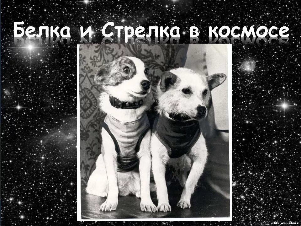 Животные раньше людей полетели в космос. Полет в космос собак белки и стрелки. Белка и стрелка первые собаки в космосе. Собаки в космосе елка и стрелка. Белка истреока в коамосе.