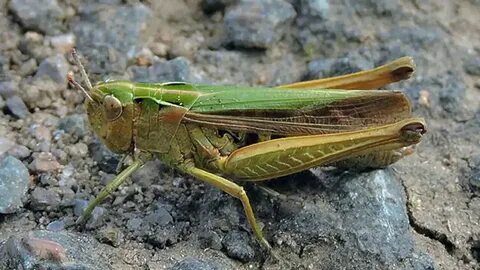 Short horned grasshopper