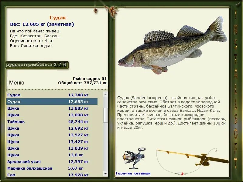 Скорость щуки. Судак Размеры. Судак вес. Судак рыба вес. Судак Размеры и вес.